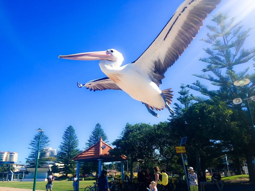 Pelican at The Entrance